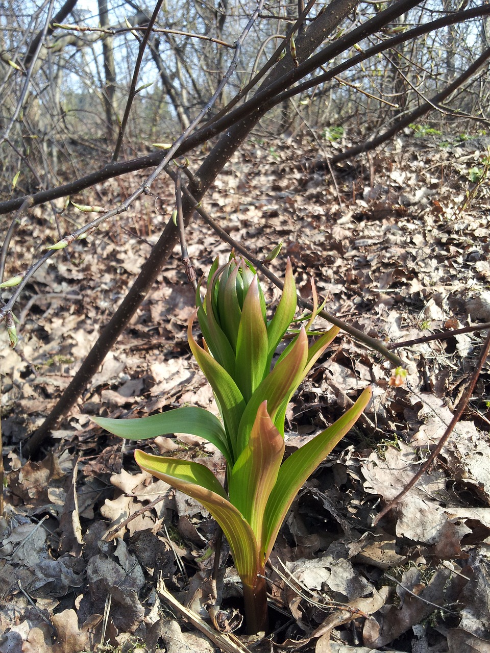 first flowers spring free photo