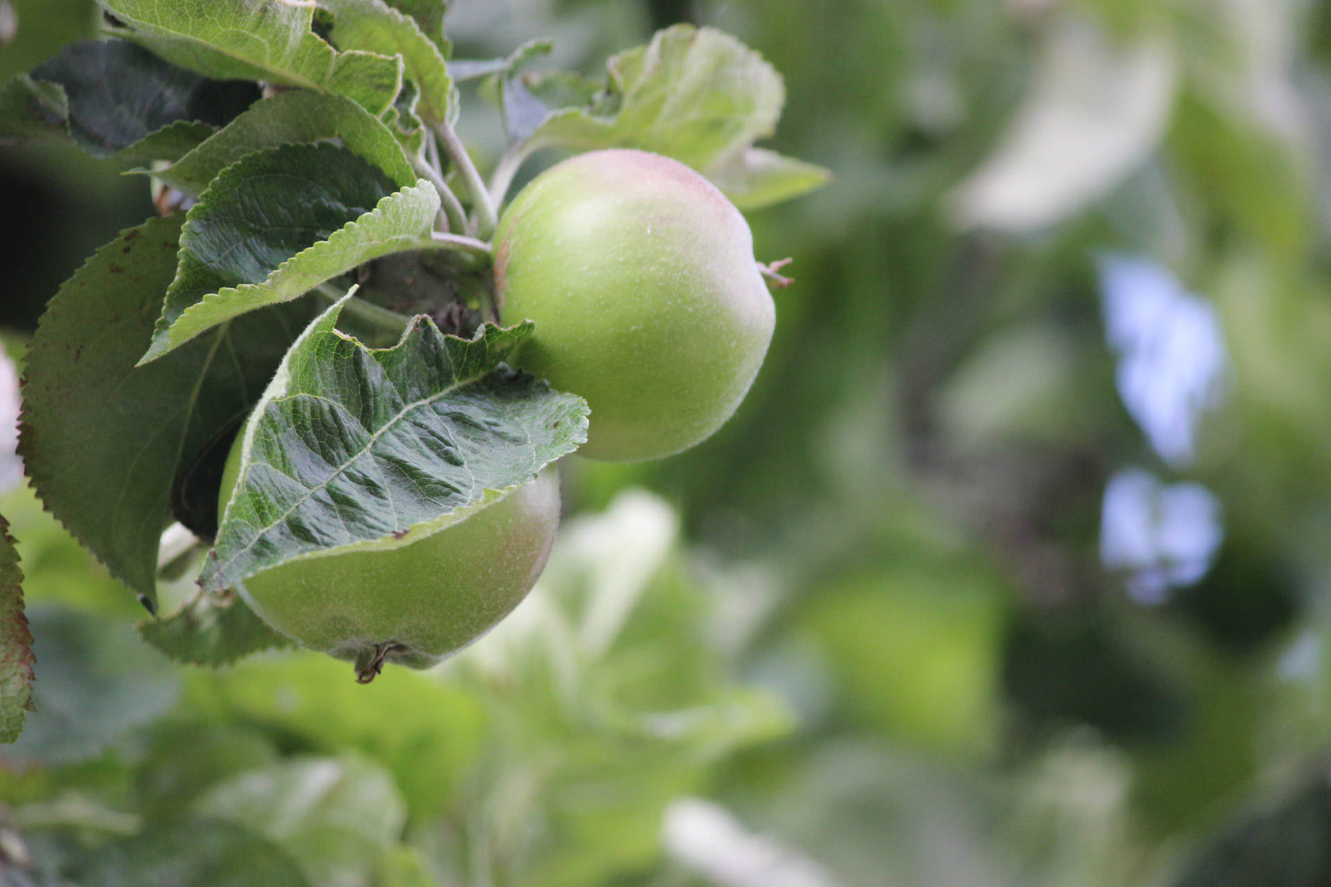 crop crops apples free photo