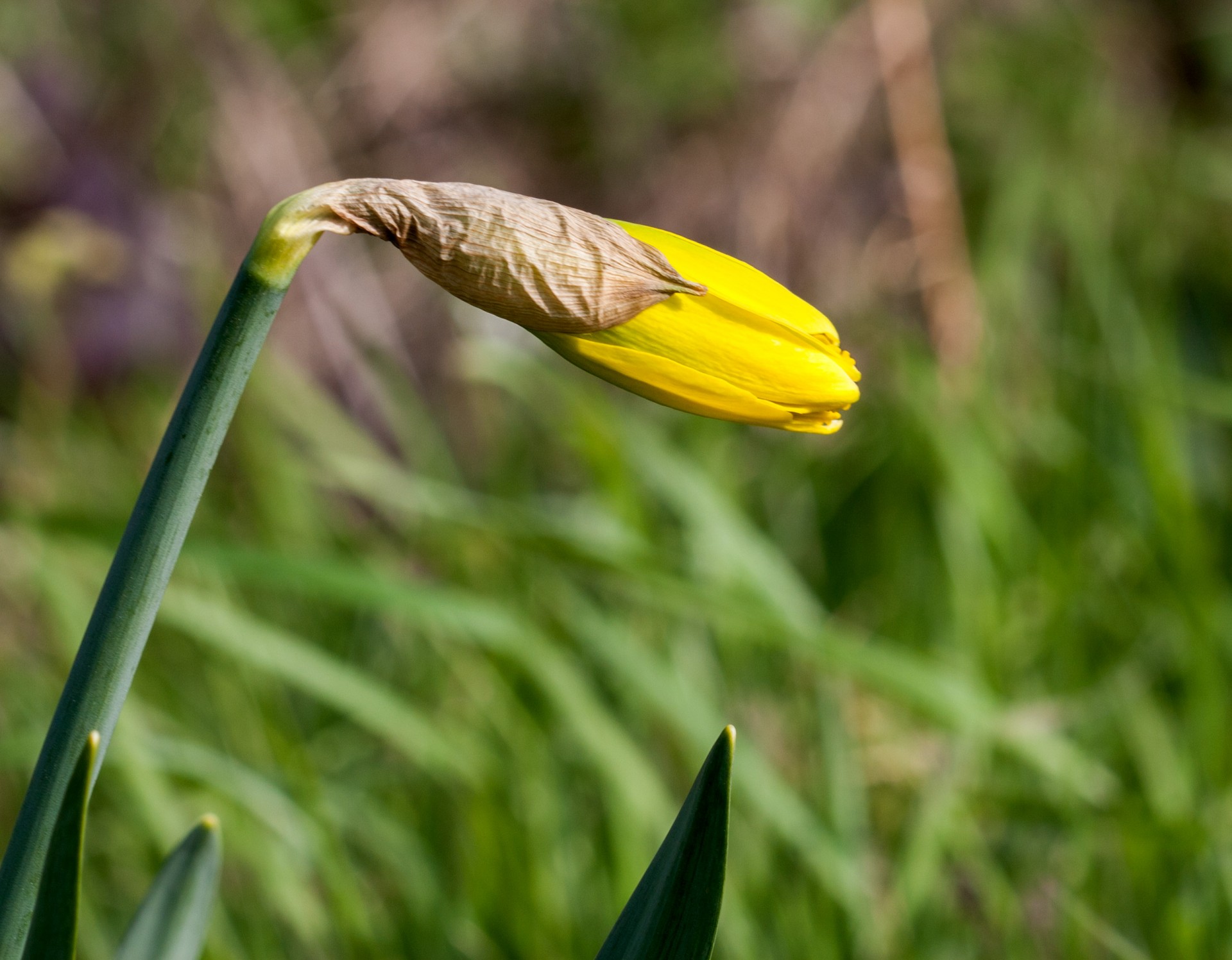 daffodil bud flower free photo