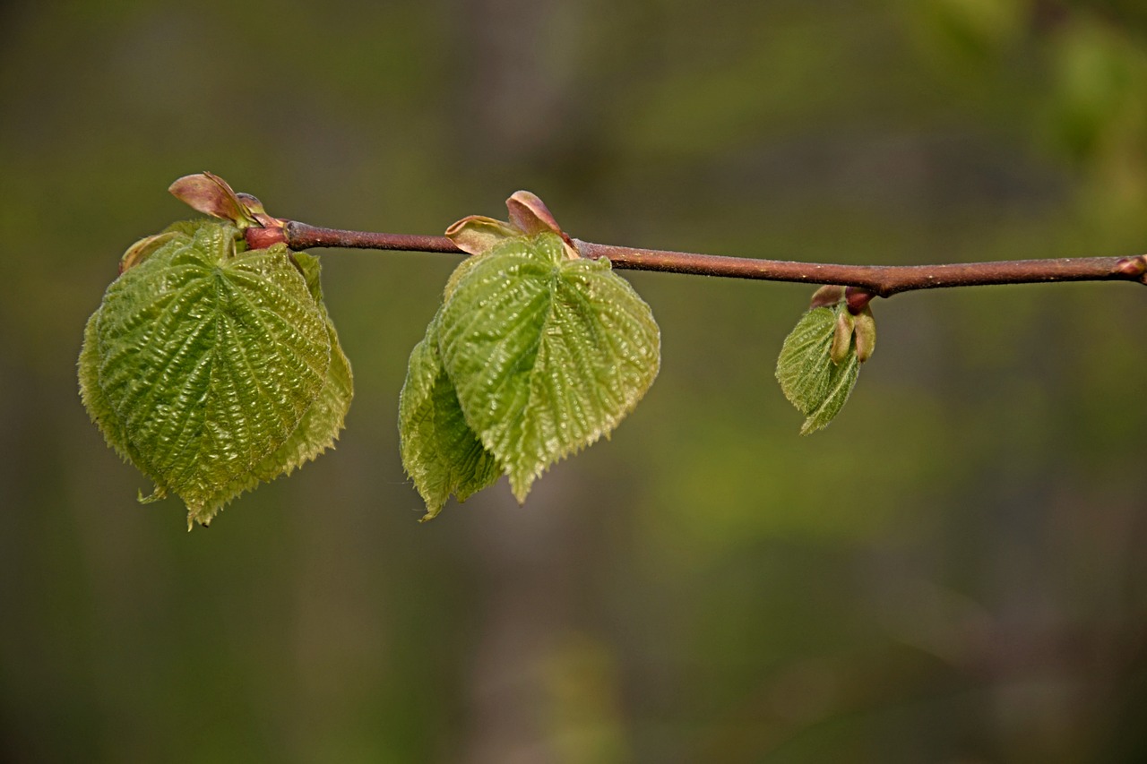 first leaves spring branch free photo