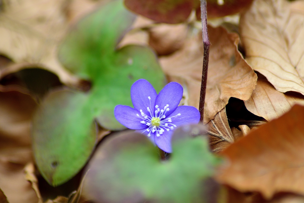 first of all liverworts spring march free photo