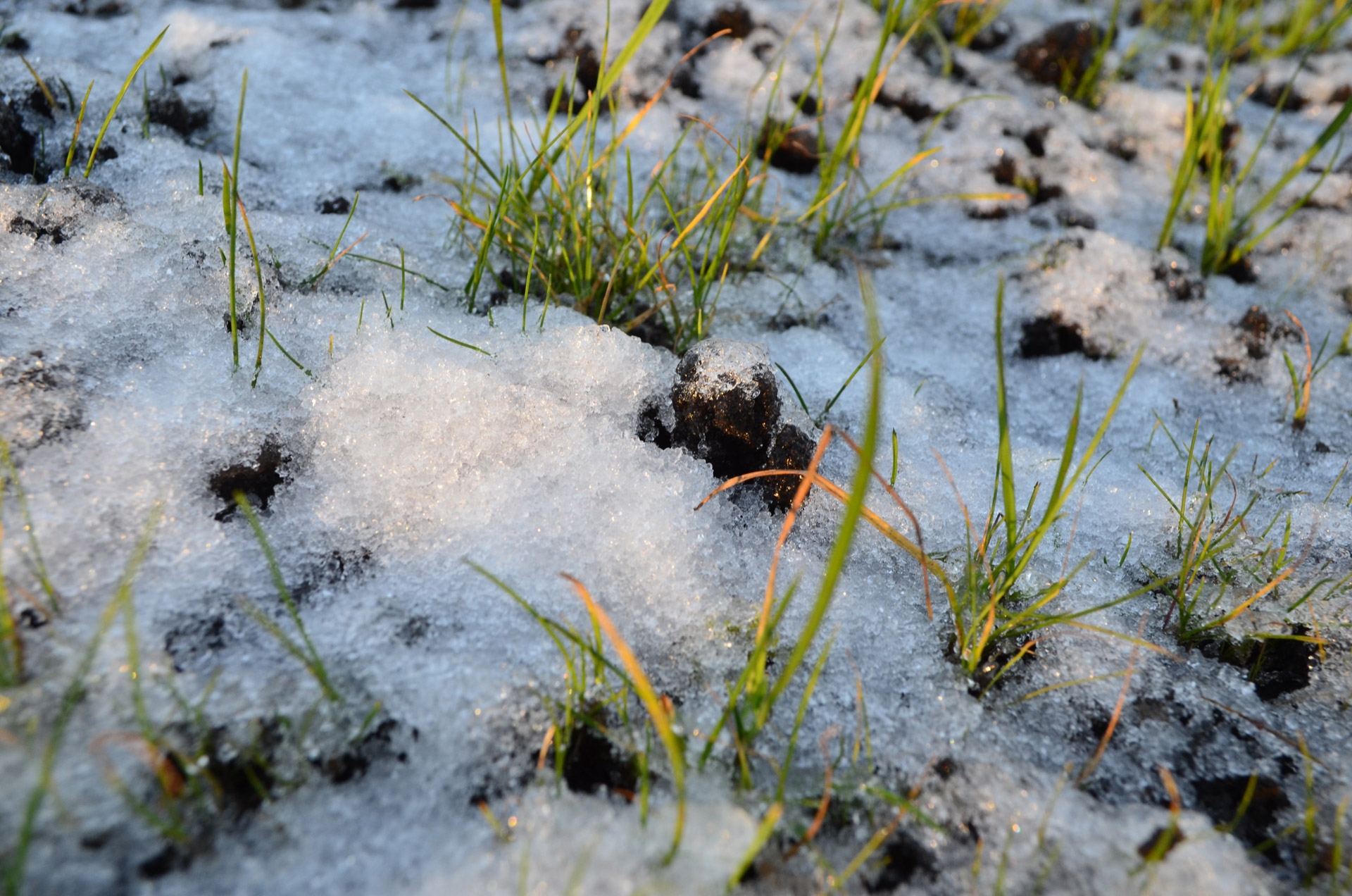 winter snow grass free photo