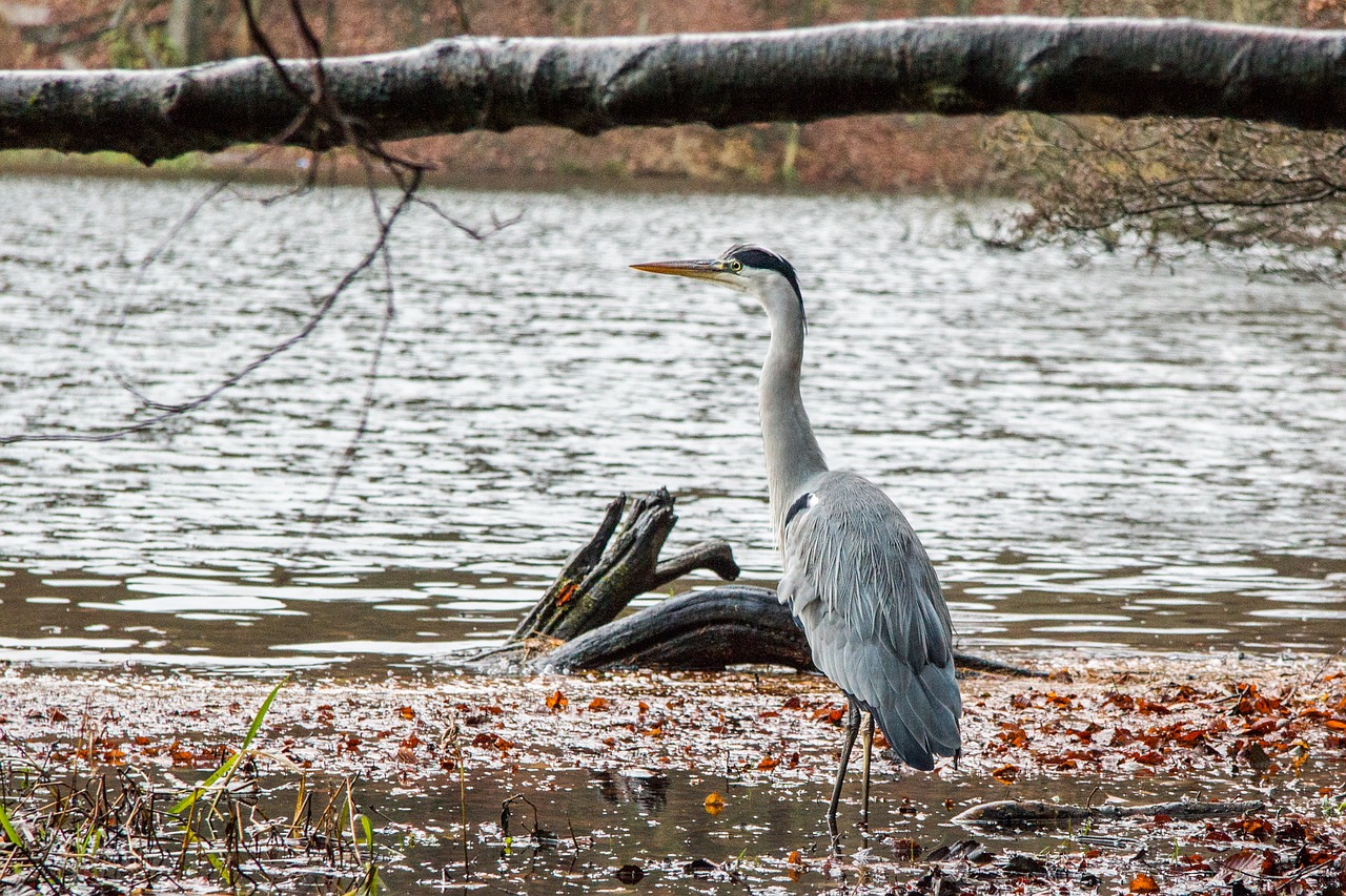 fischreier bird lake free photo