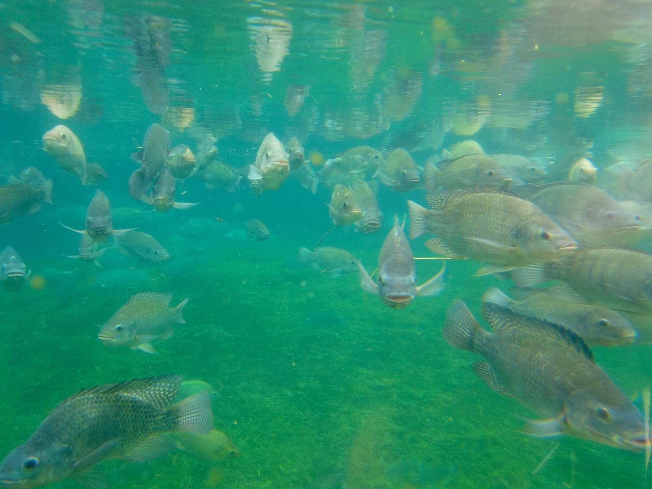fish fish farming aquarium free photo