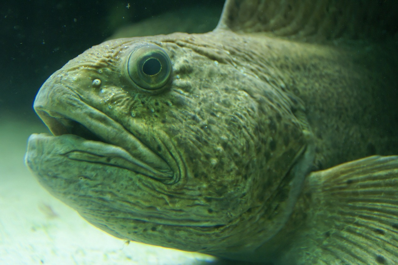 fish underwater underwater world free photo