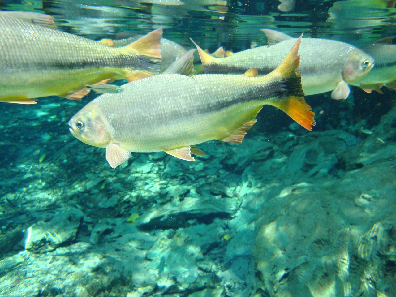 fish rio mato grosso free photo