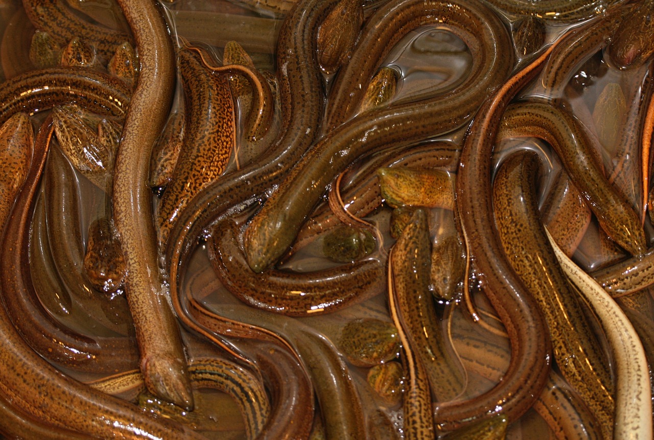 fish eels market free photo
