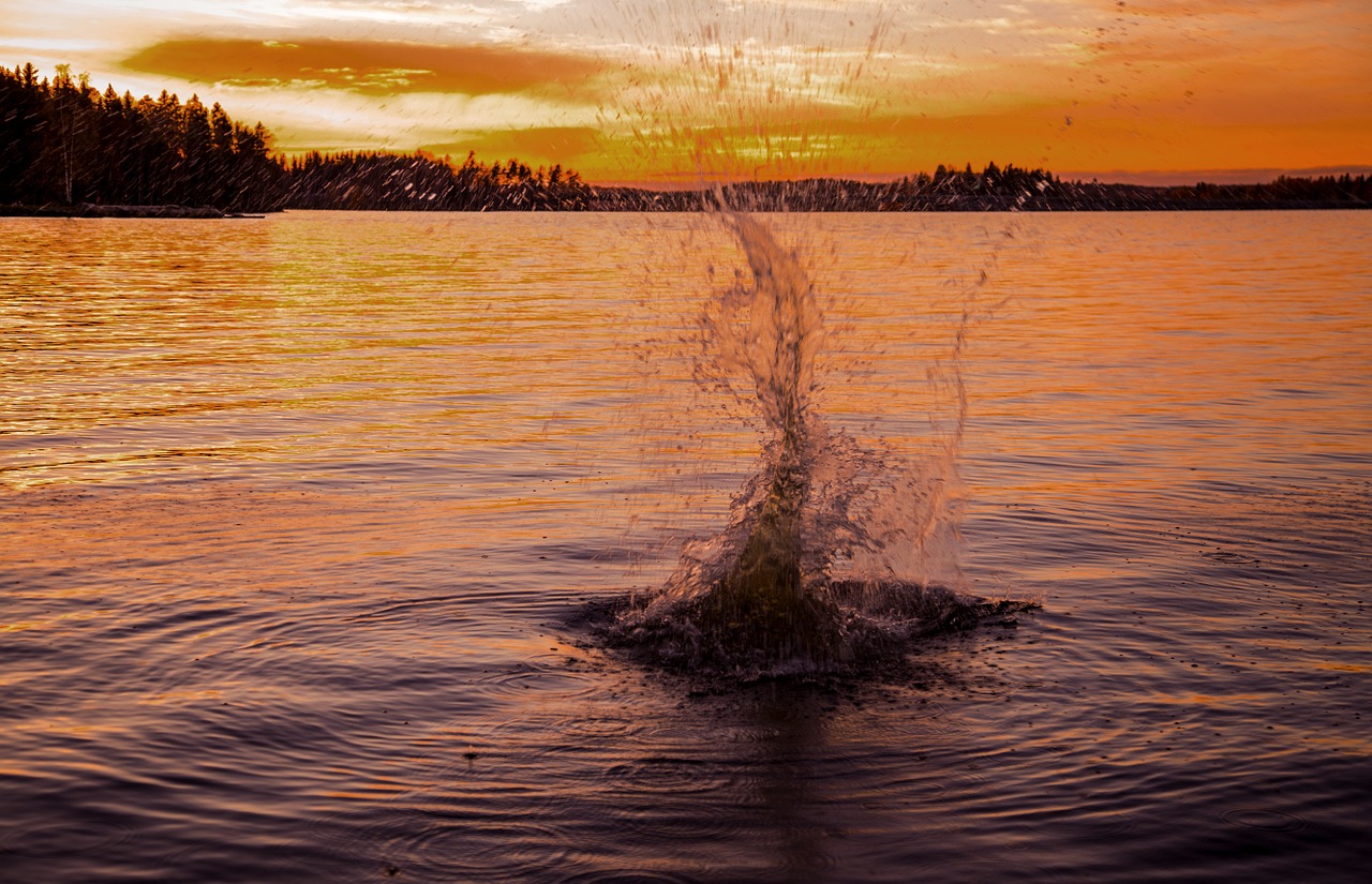 fish yellow evening free photo