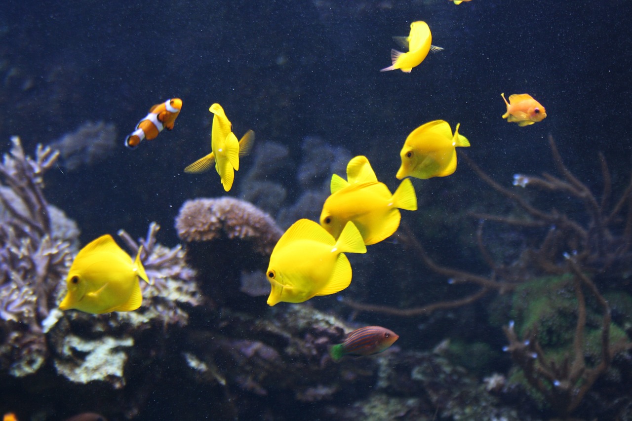 fish yellow water free photo