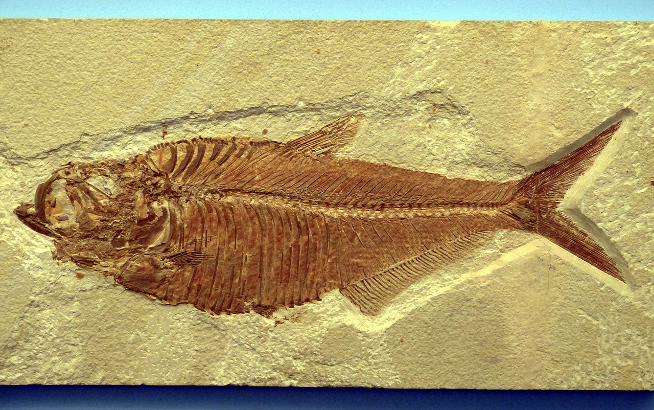 fish reprint fossils free photo