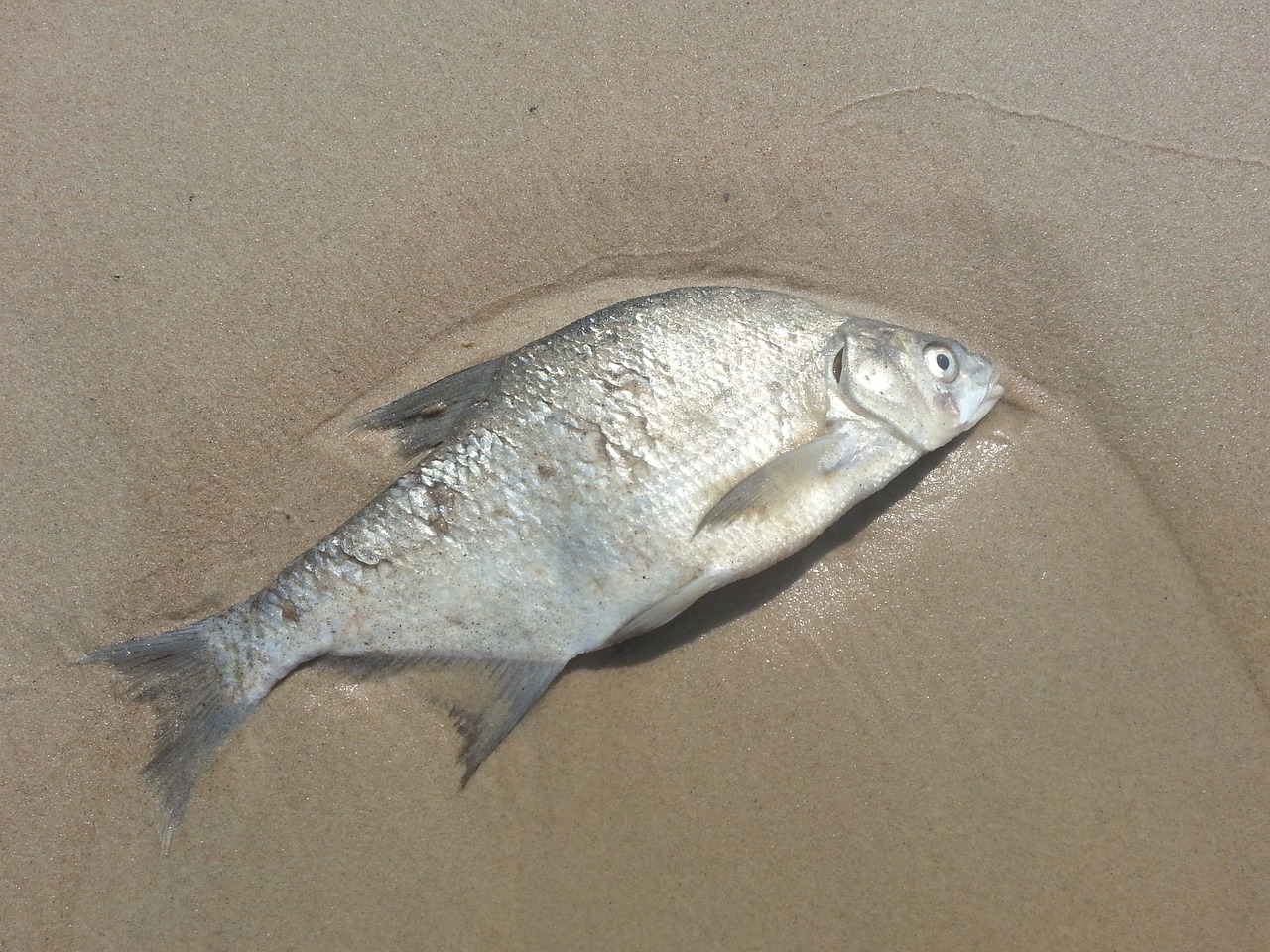 fish dead sand free photo