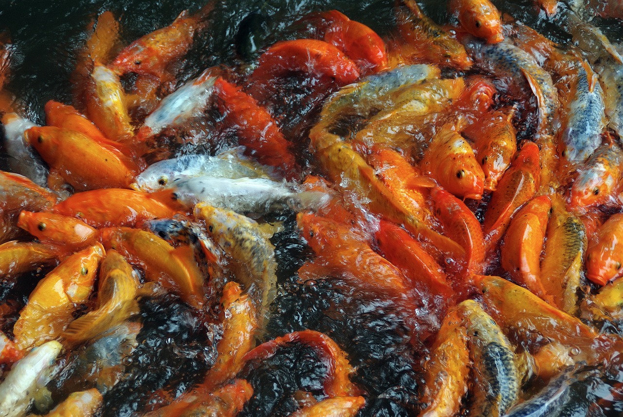 fish food carp free photo