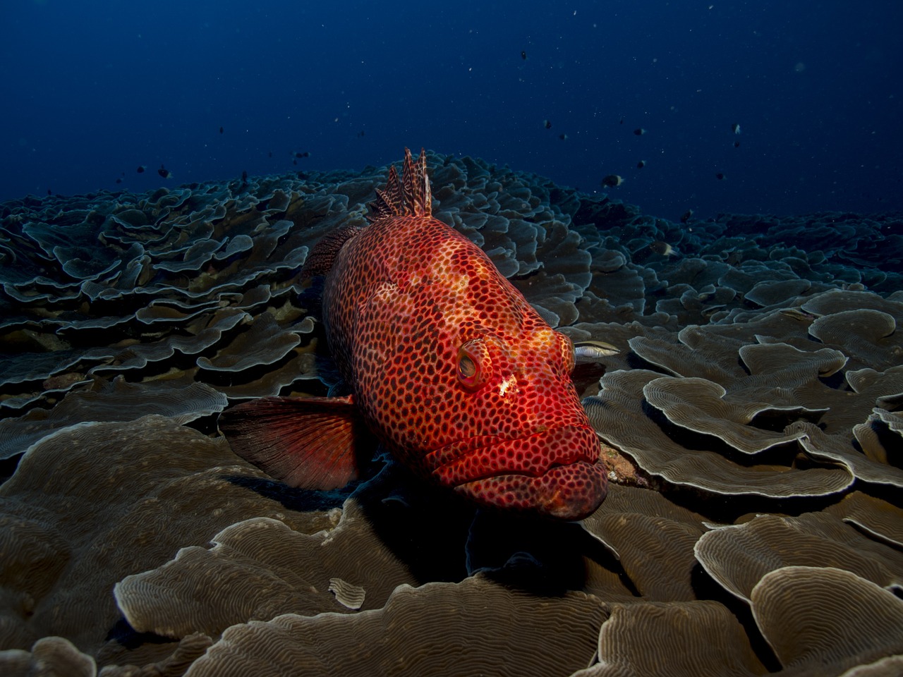 fish grouper red free photo