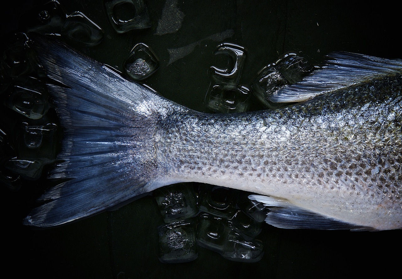 fish tail fresh food free photo