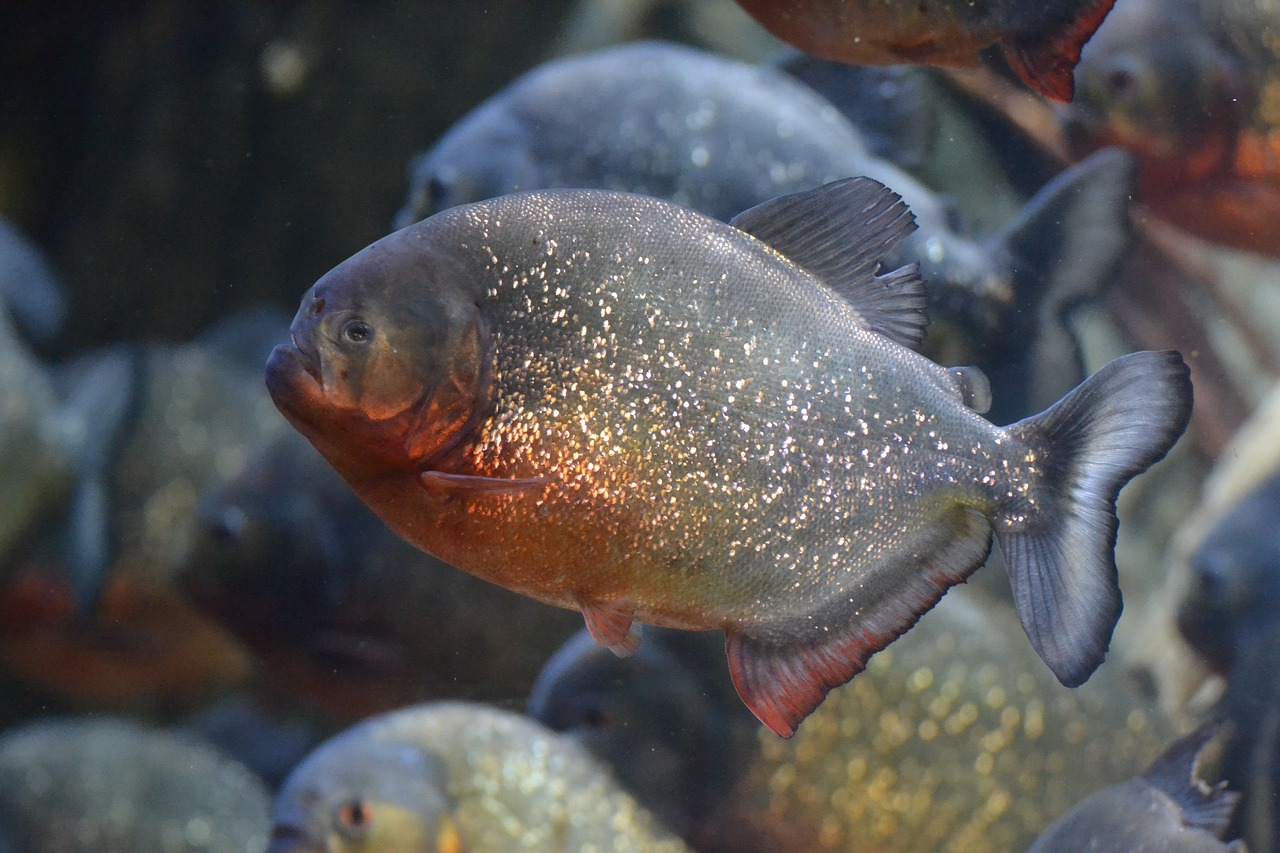 fish dangerous underwater free photo