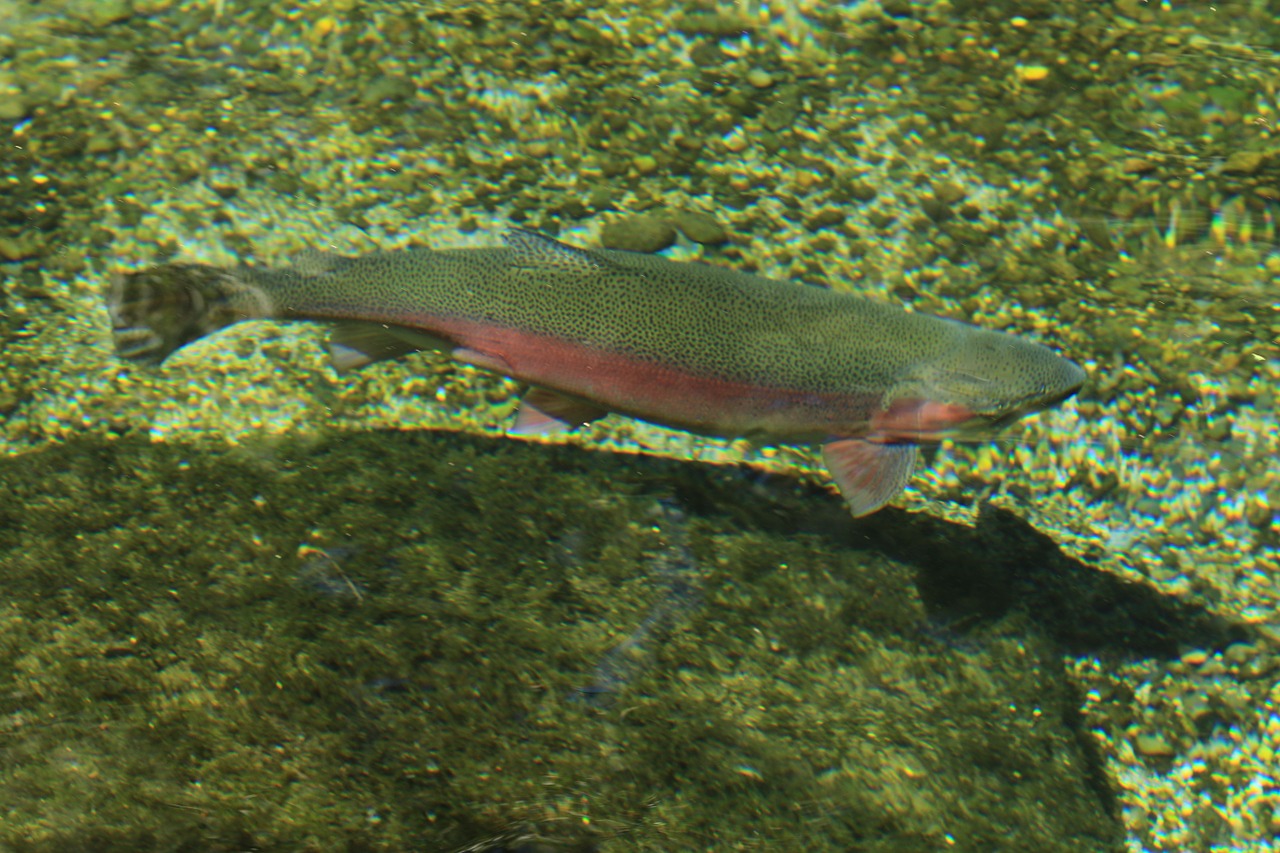 fish water trout free photo