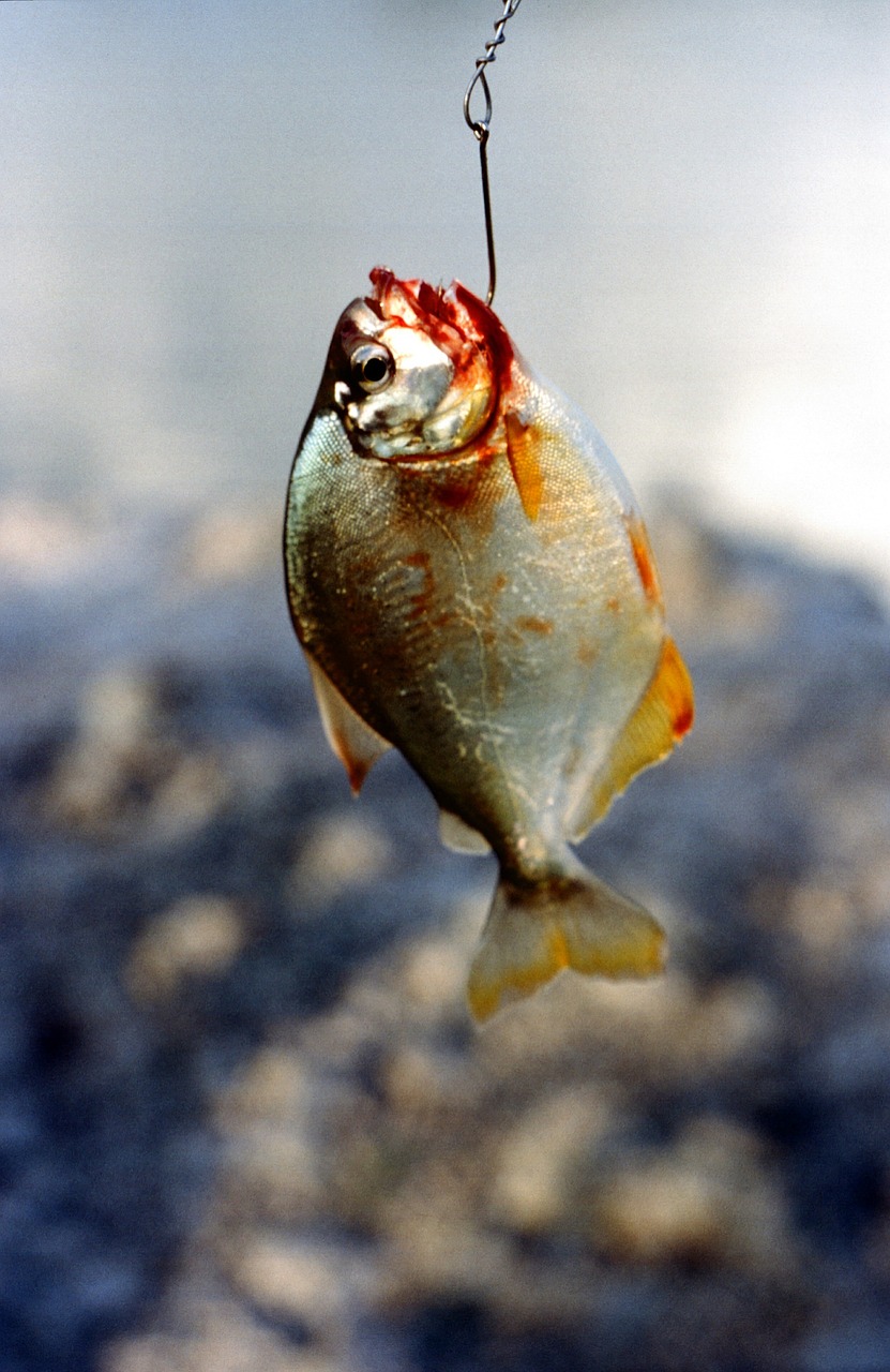 fish piranha dangerous free photo