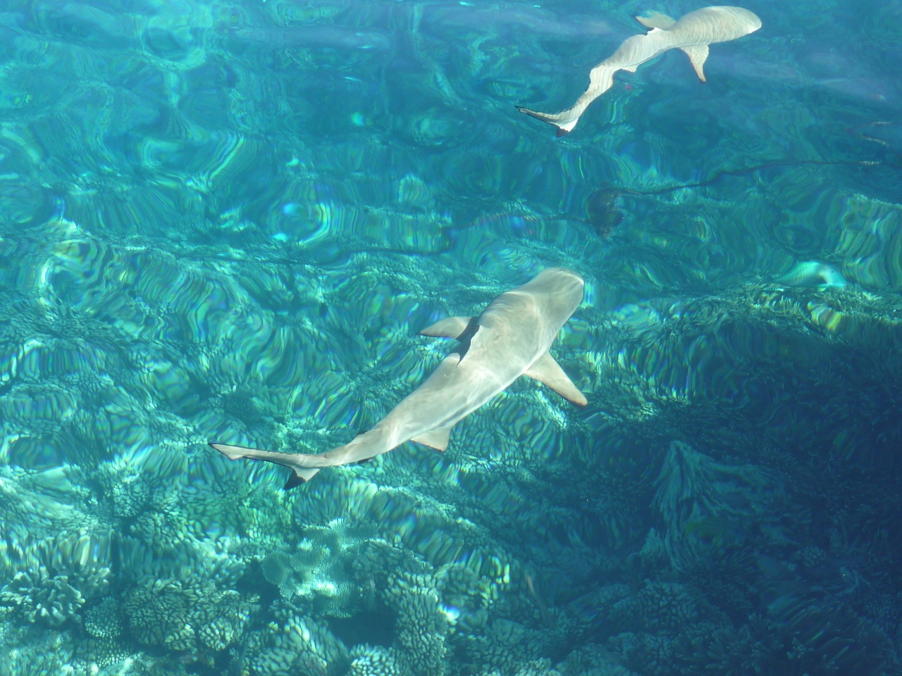 fish south sea underwater free photo