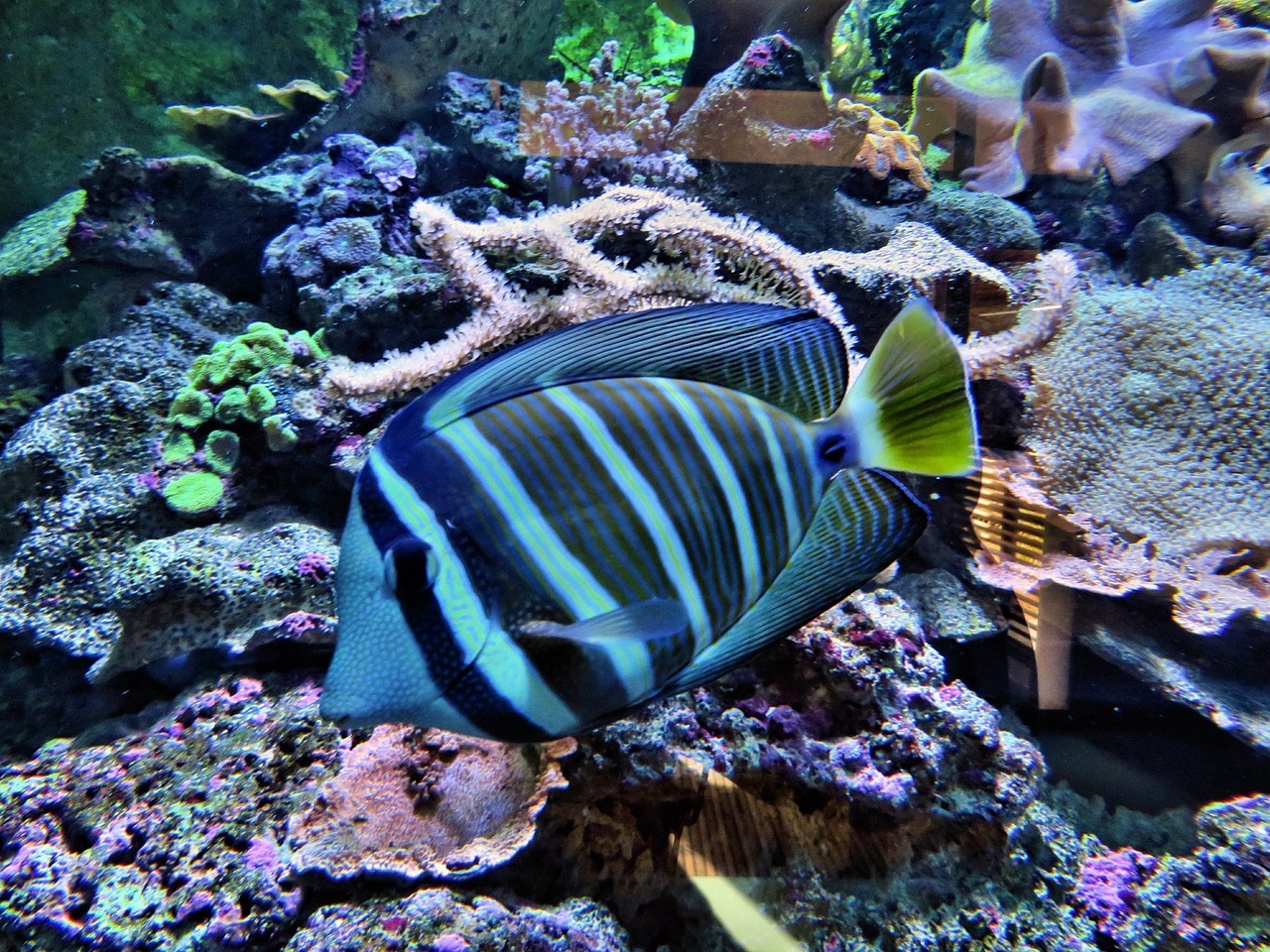 fish exotic animal free photo