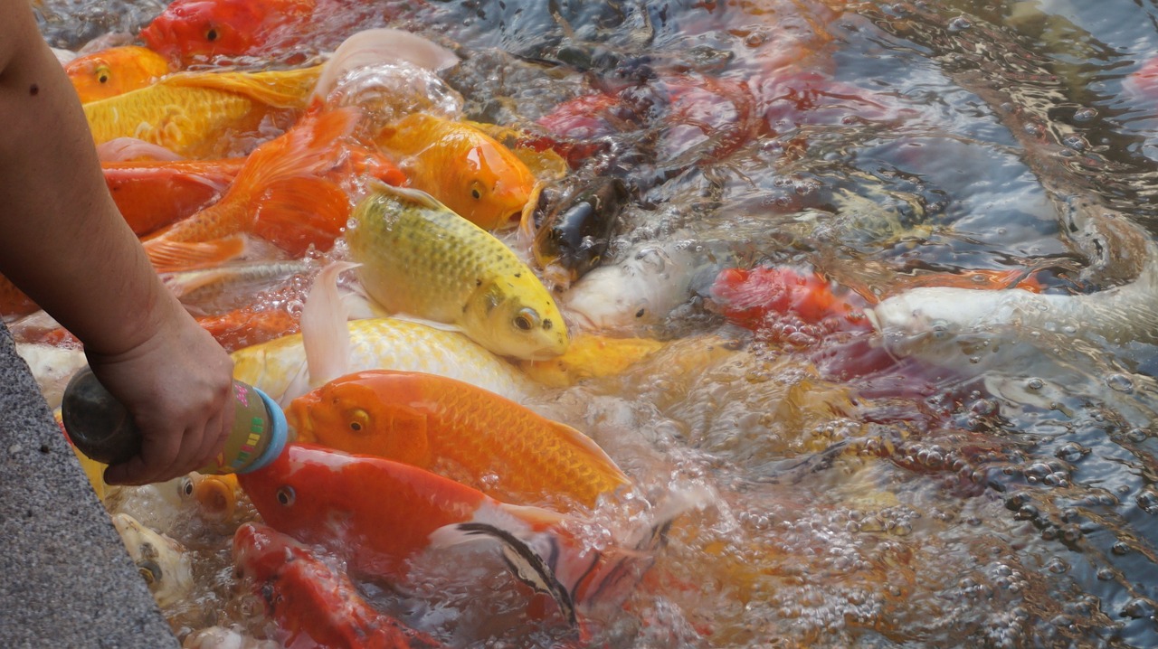 fish hands river free photo