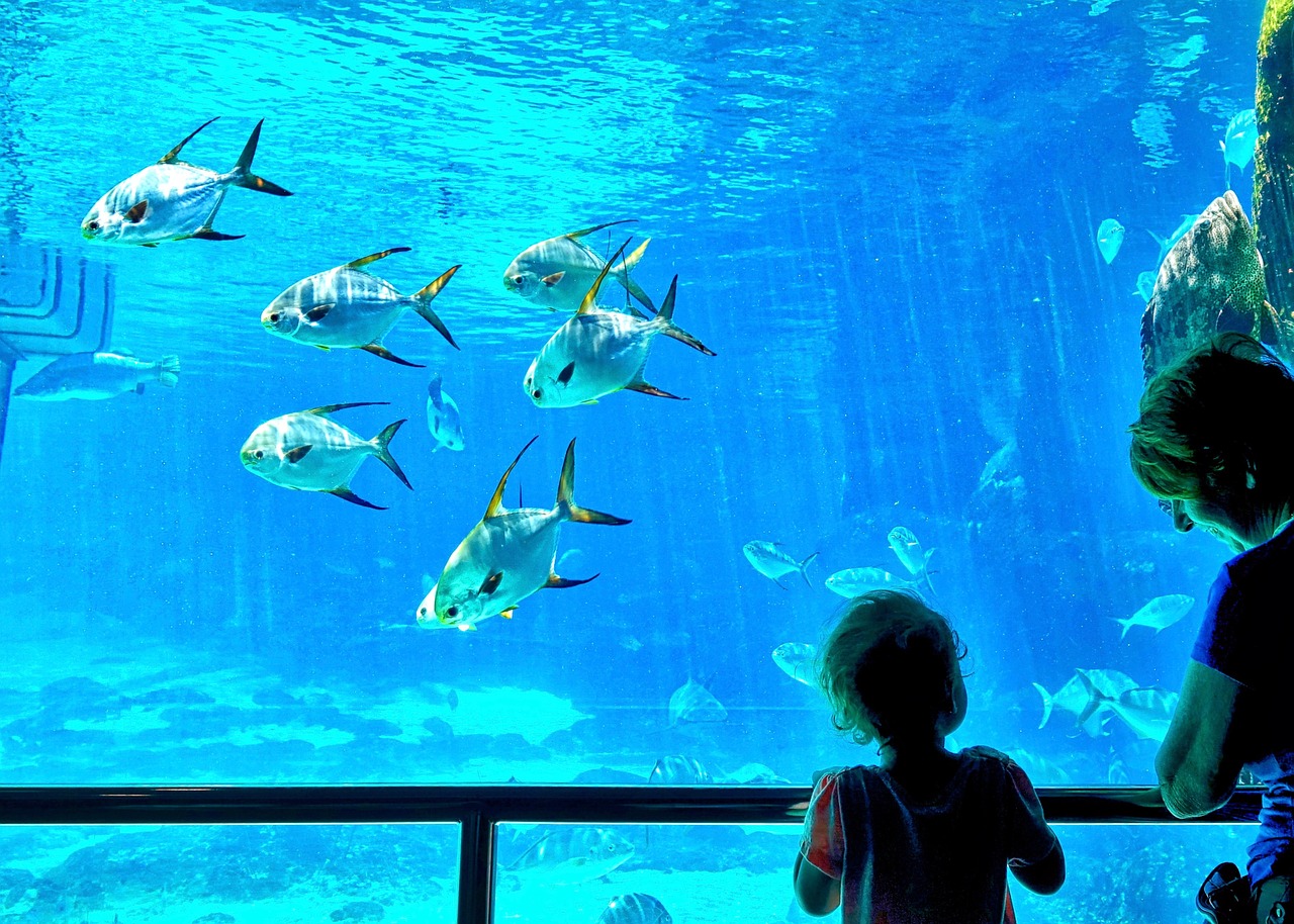 fish tanks view free photo