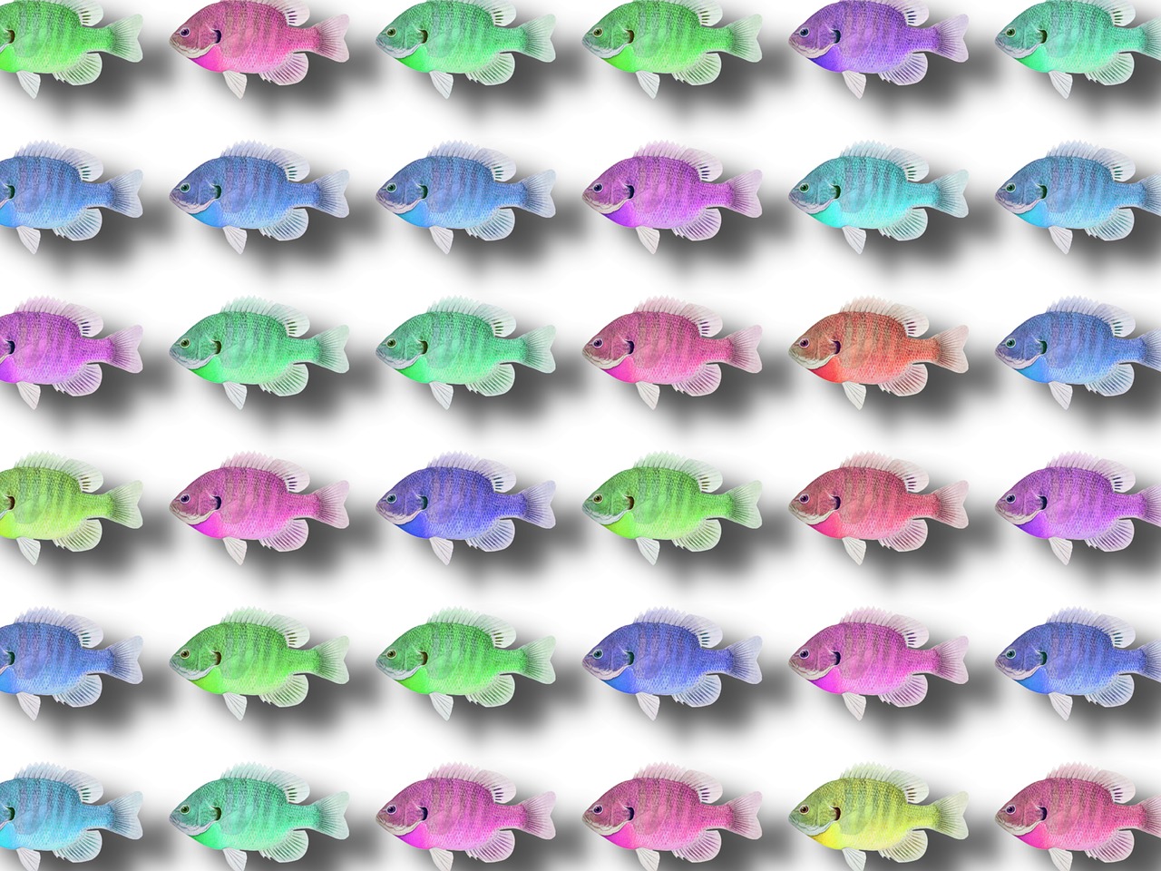 fish background sea free photo