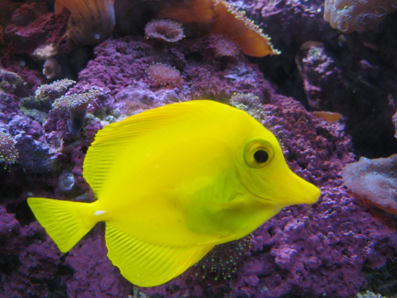 fish yellow water free photo