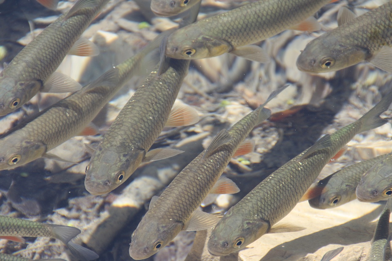 fish clear water lake free photo