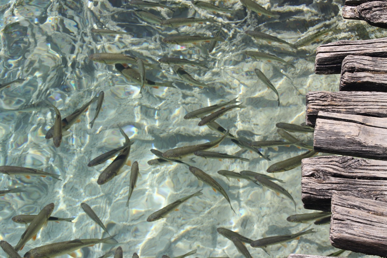 fish lake croatia free photo