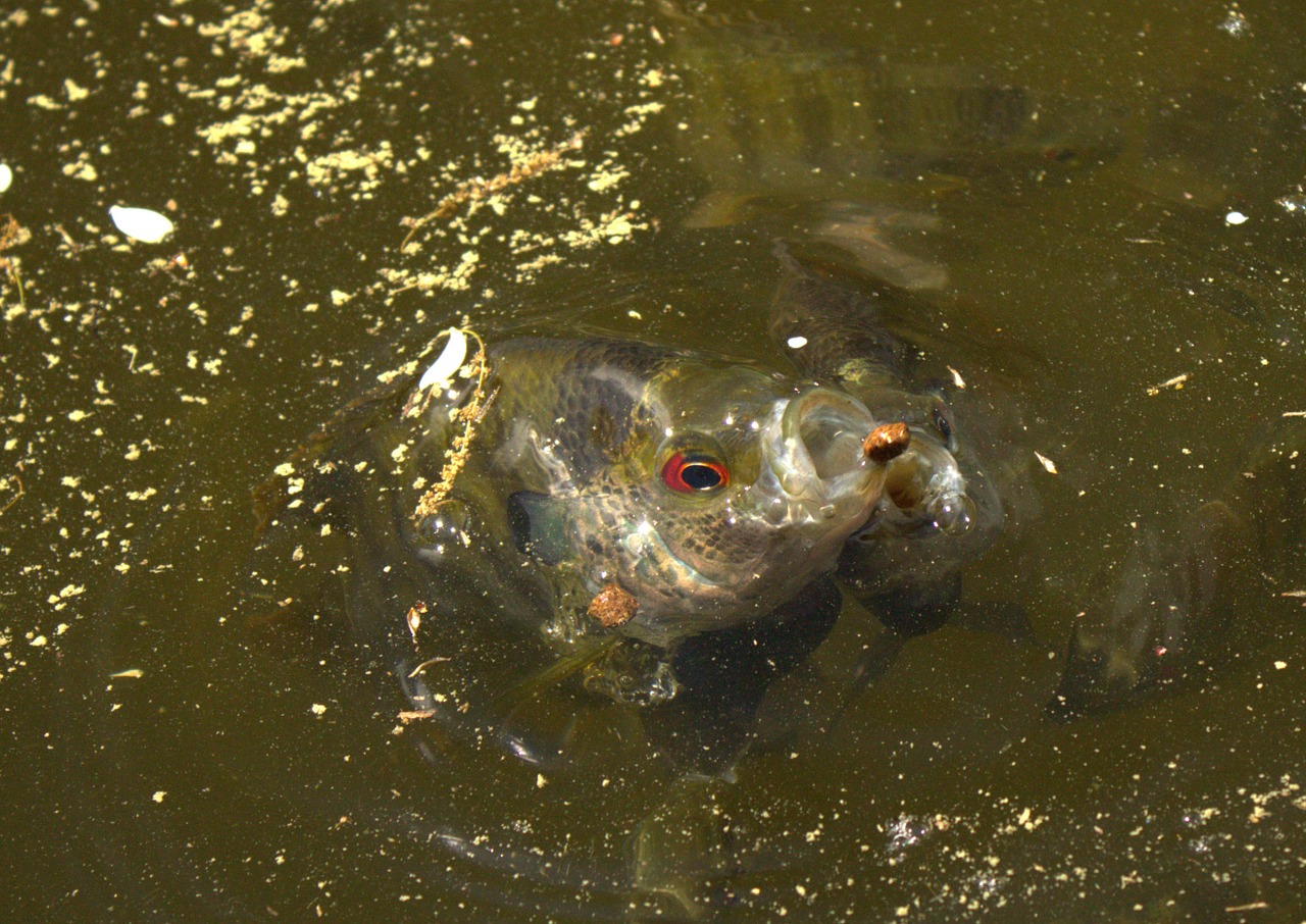 fish feeding water free photo