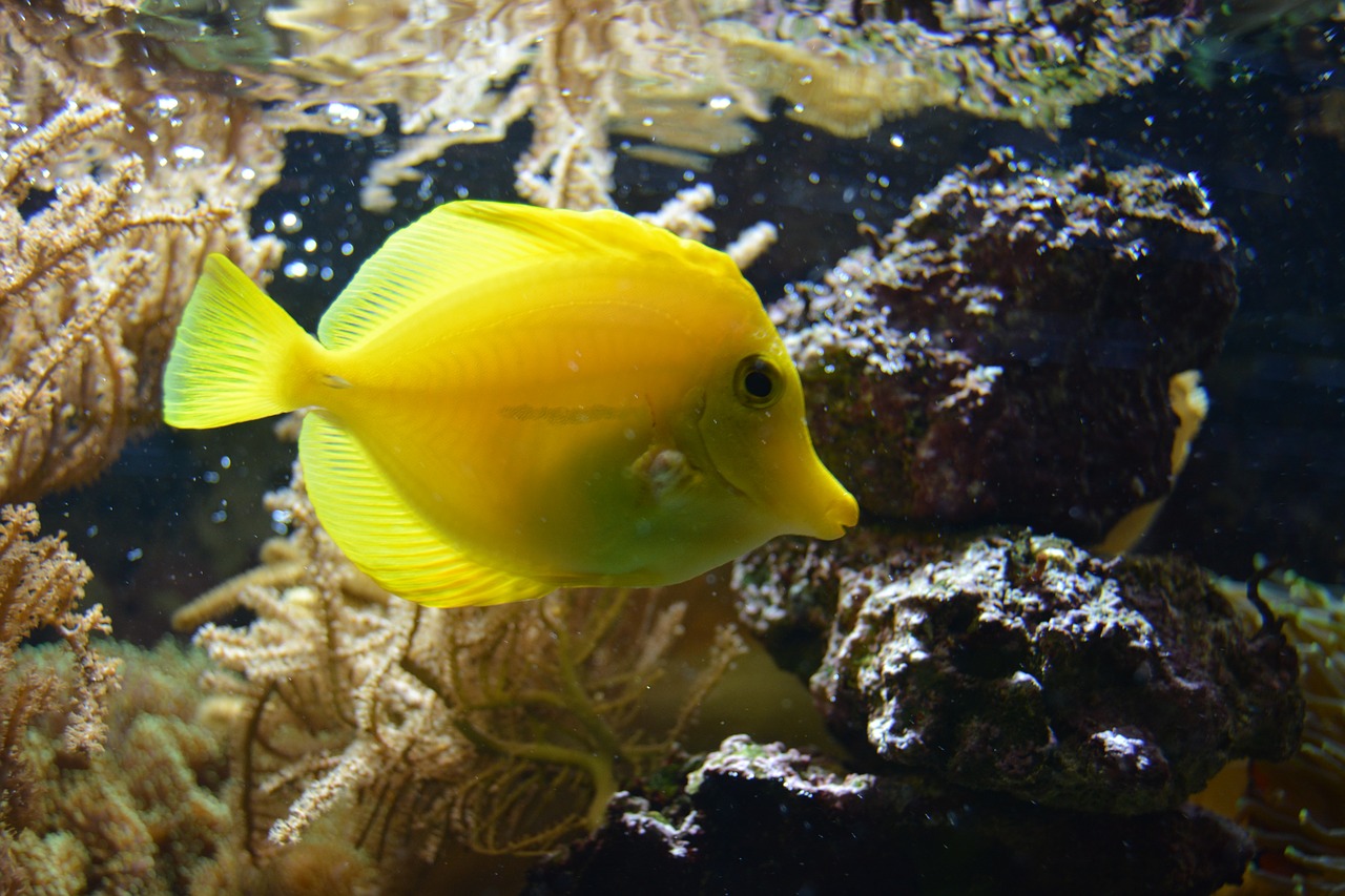 fish yellow underwater free photo