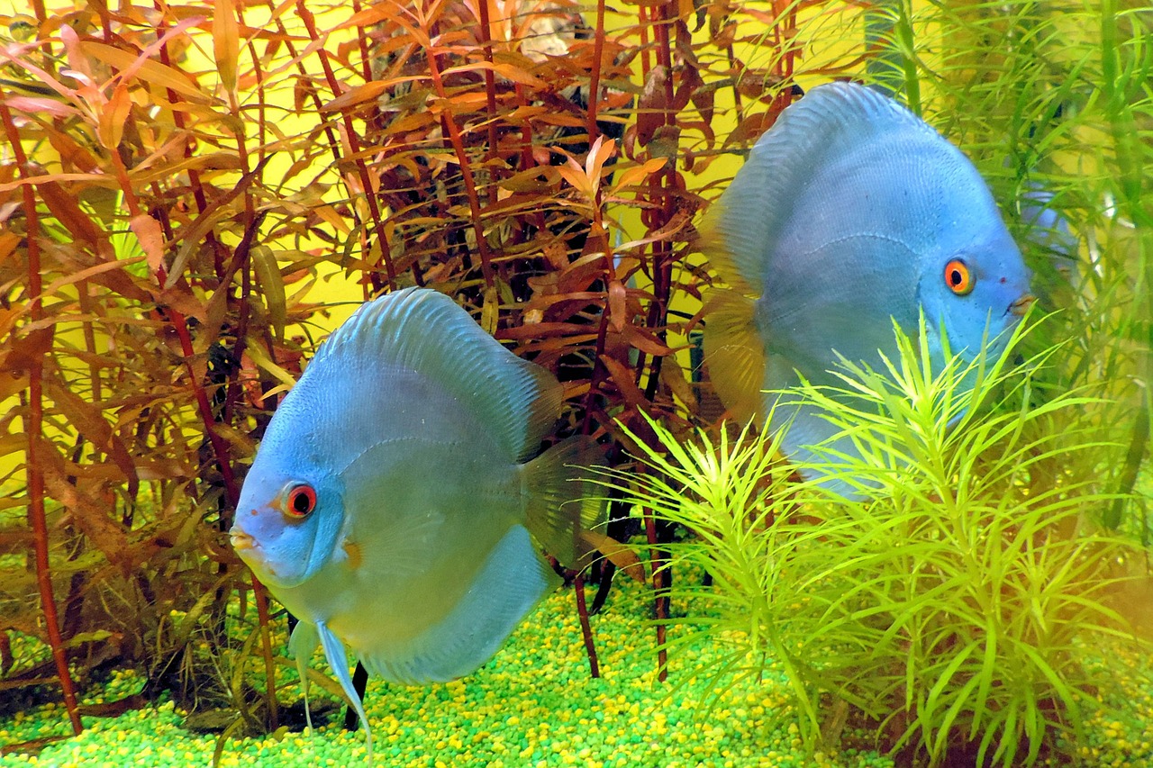 fish aquarium underwater world free photo