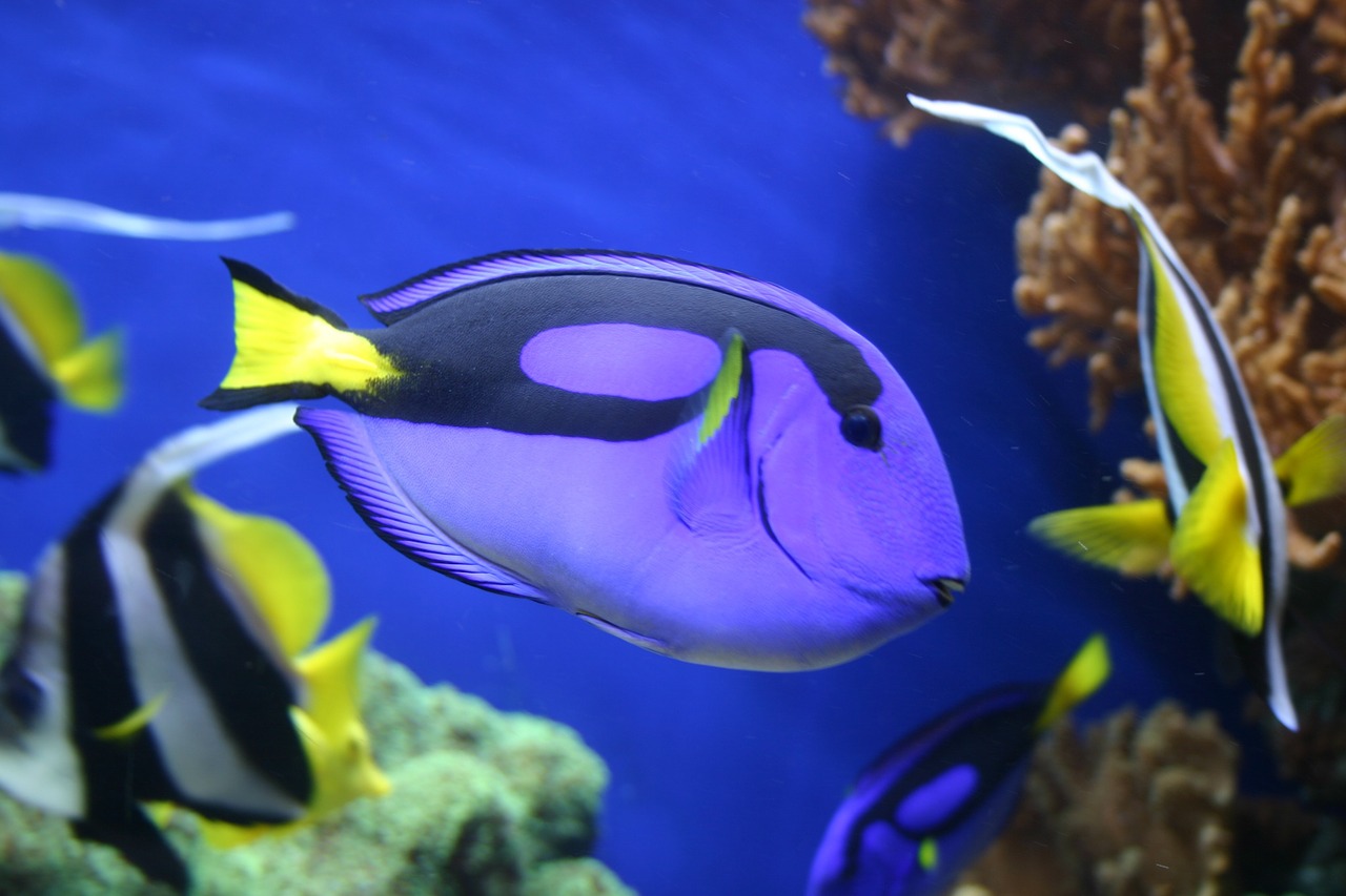 fish marine life colorful free photo