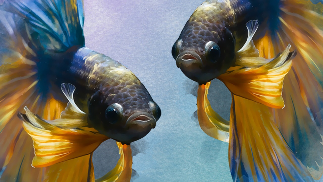 fish underwater aquarium free photo