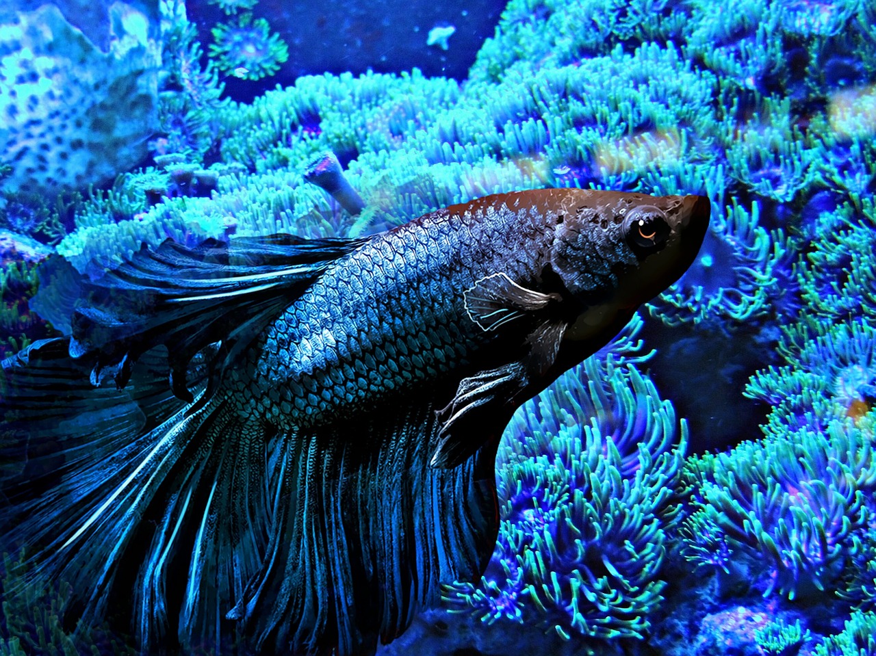 fish underwater aquarium free photo