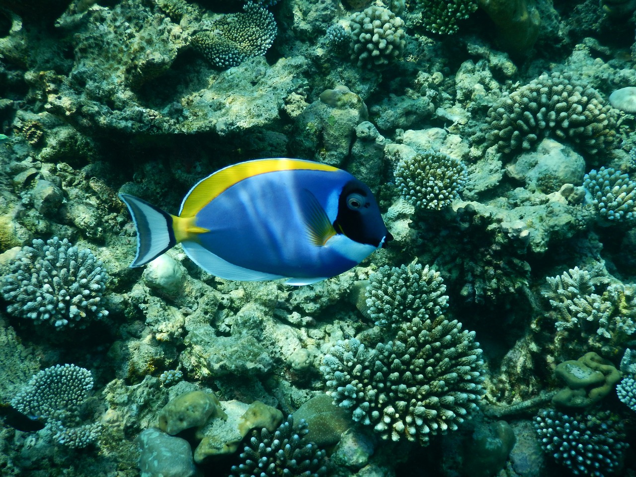 fish sea underwater free photo