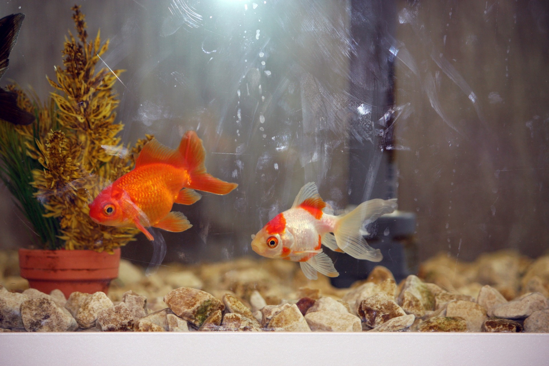 fish goldfish pet free photo