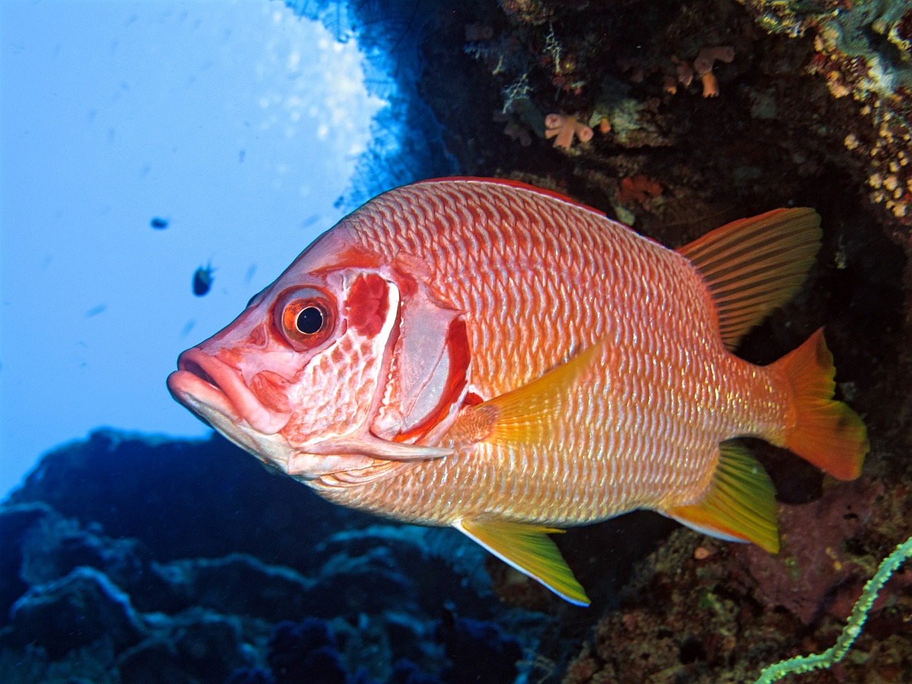 fish underwater nature free photo