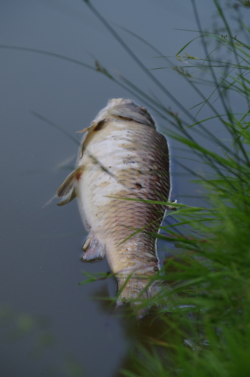 fish carcass pond free photo