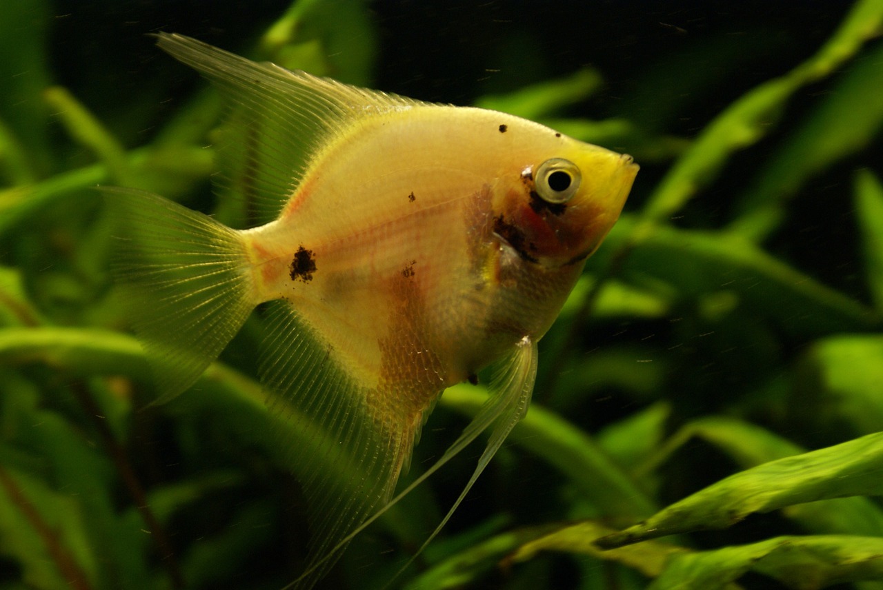 fish aquarium underwater free photo