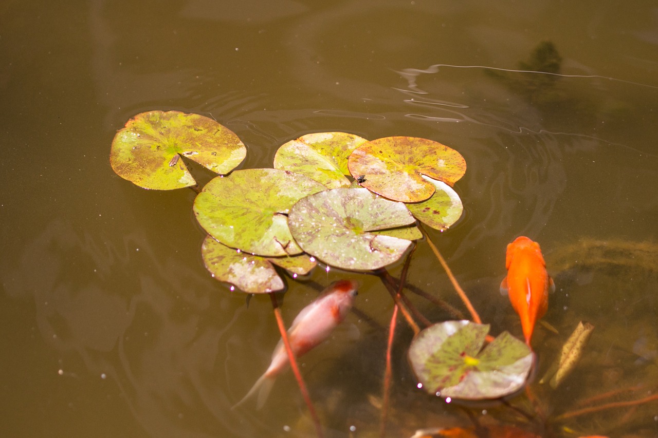 fish pond water lily free photo