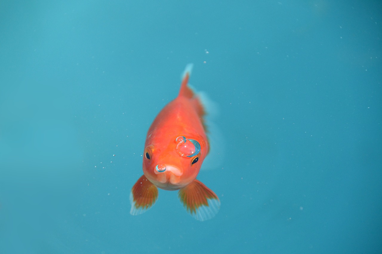fish goldfish red free photo