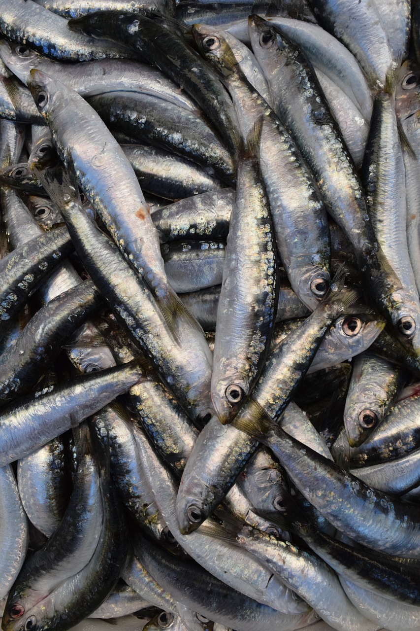fish sardines european sardine free photo