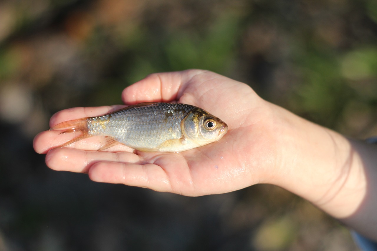 fish crucian fishing free photo