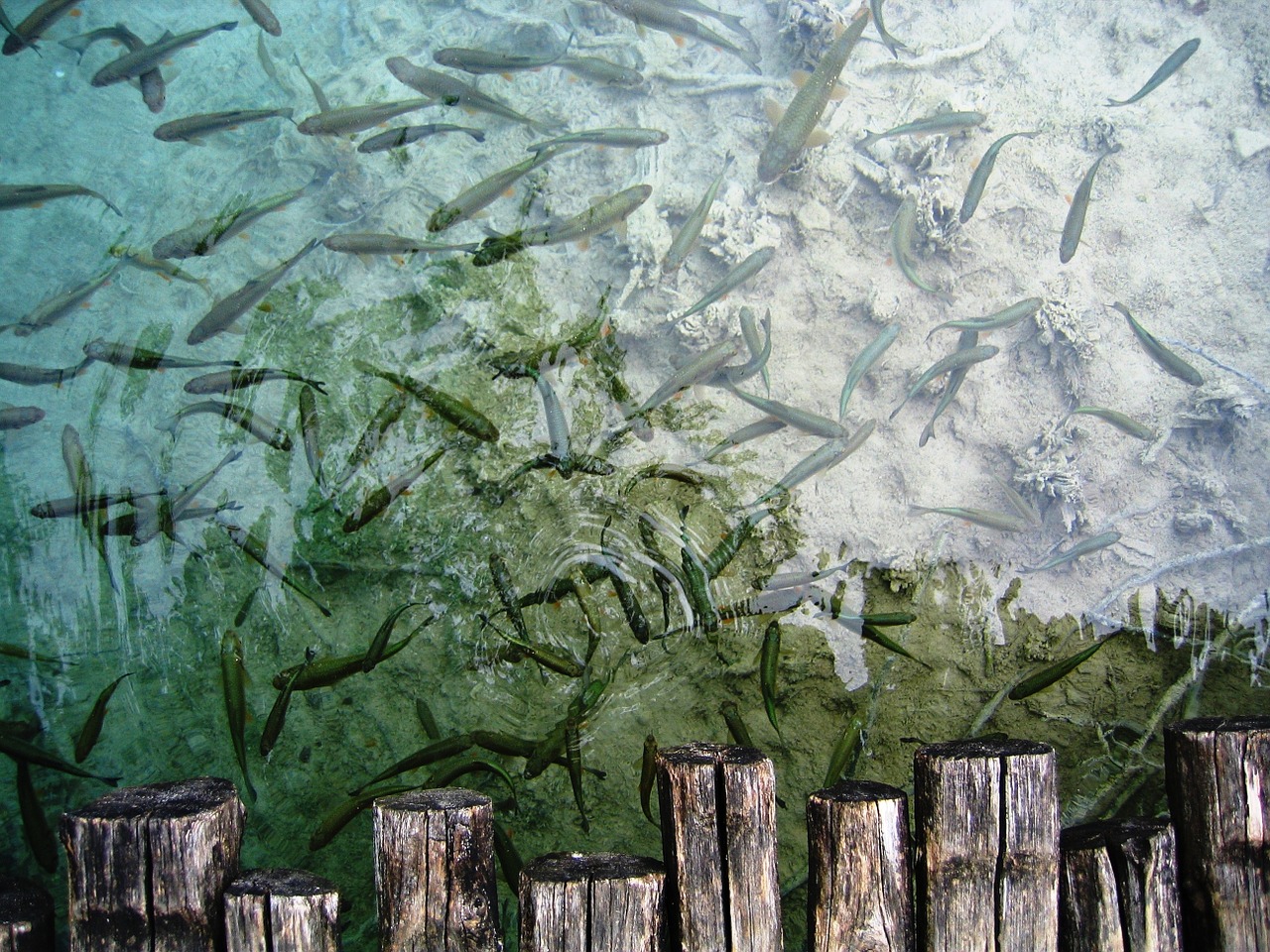 fish scaffolding mirage free photo
