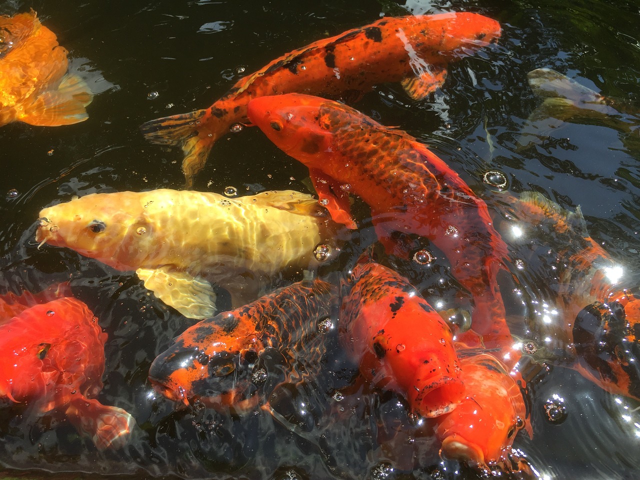 fish koi pond free photo