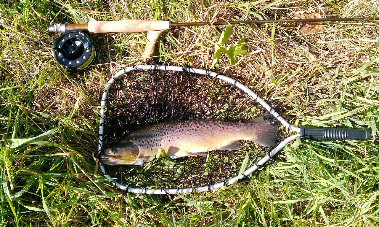 fish trout fishing rod free photo