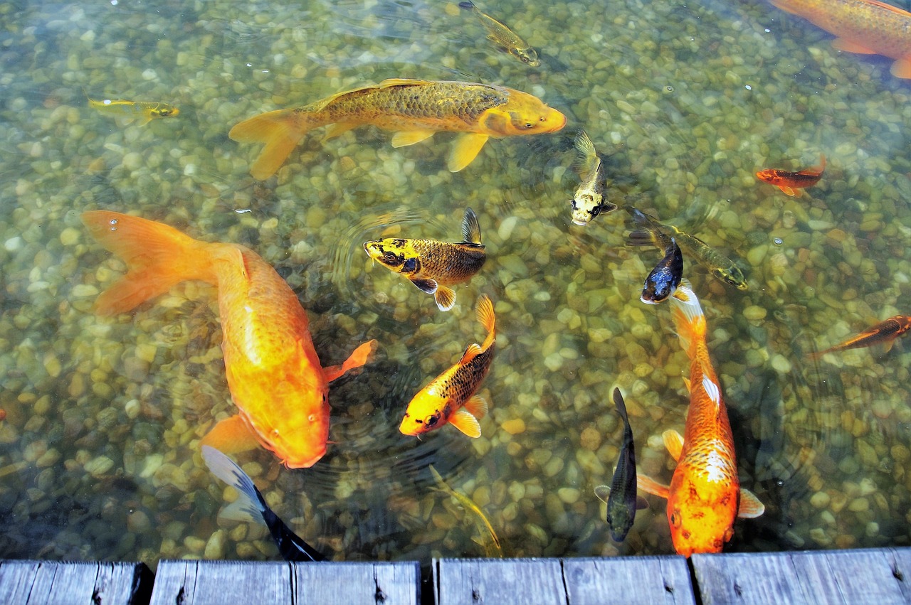 fish goldfish koi free photo