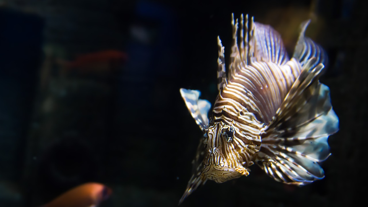 fish lionfish exotic free photo