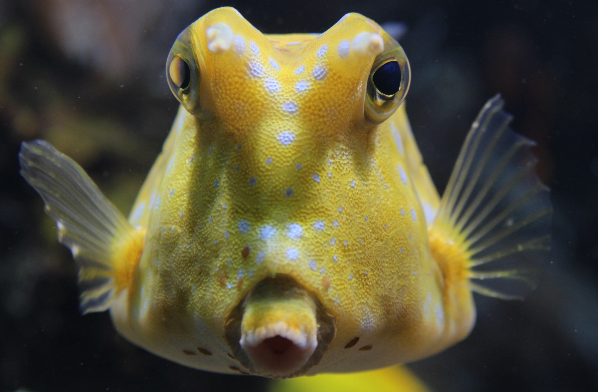 fish cowfish longhorn free photo